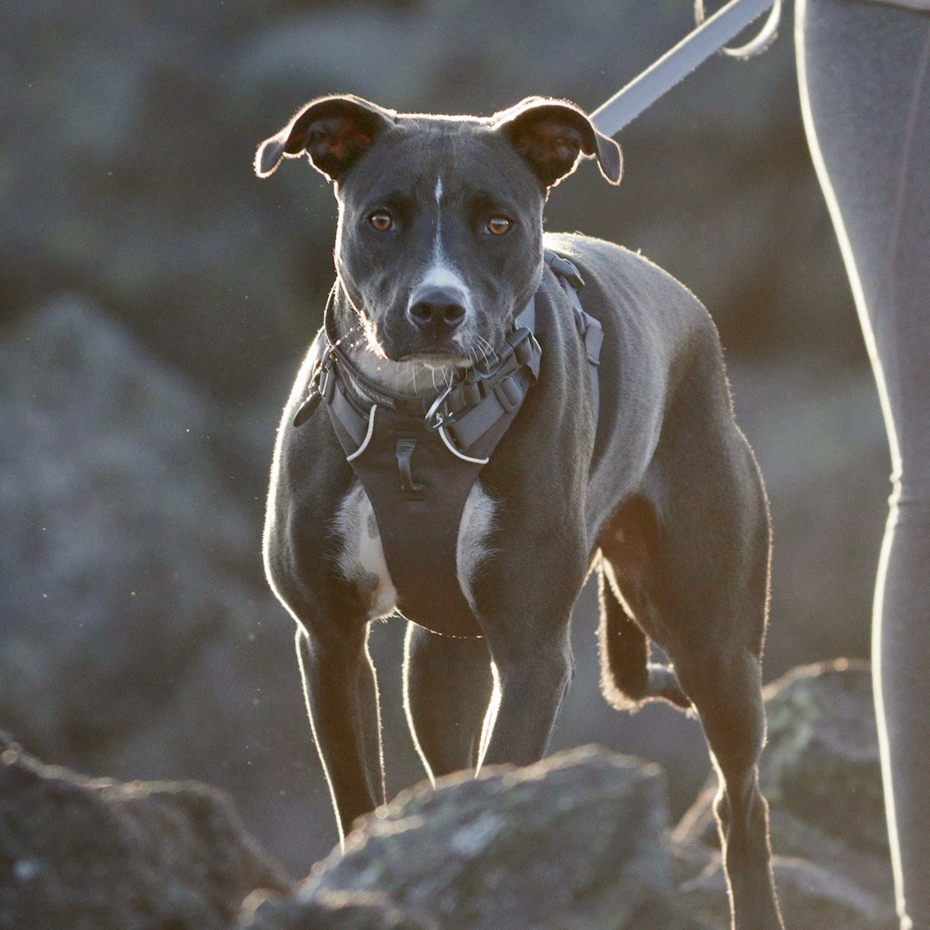 Ruffwear Front Range Grey Dog Harness Lightweight and Easy to Use