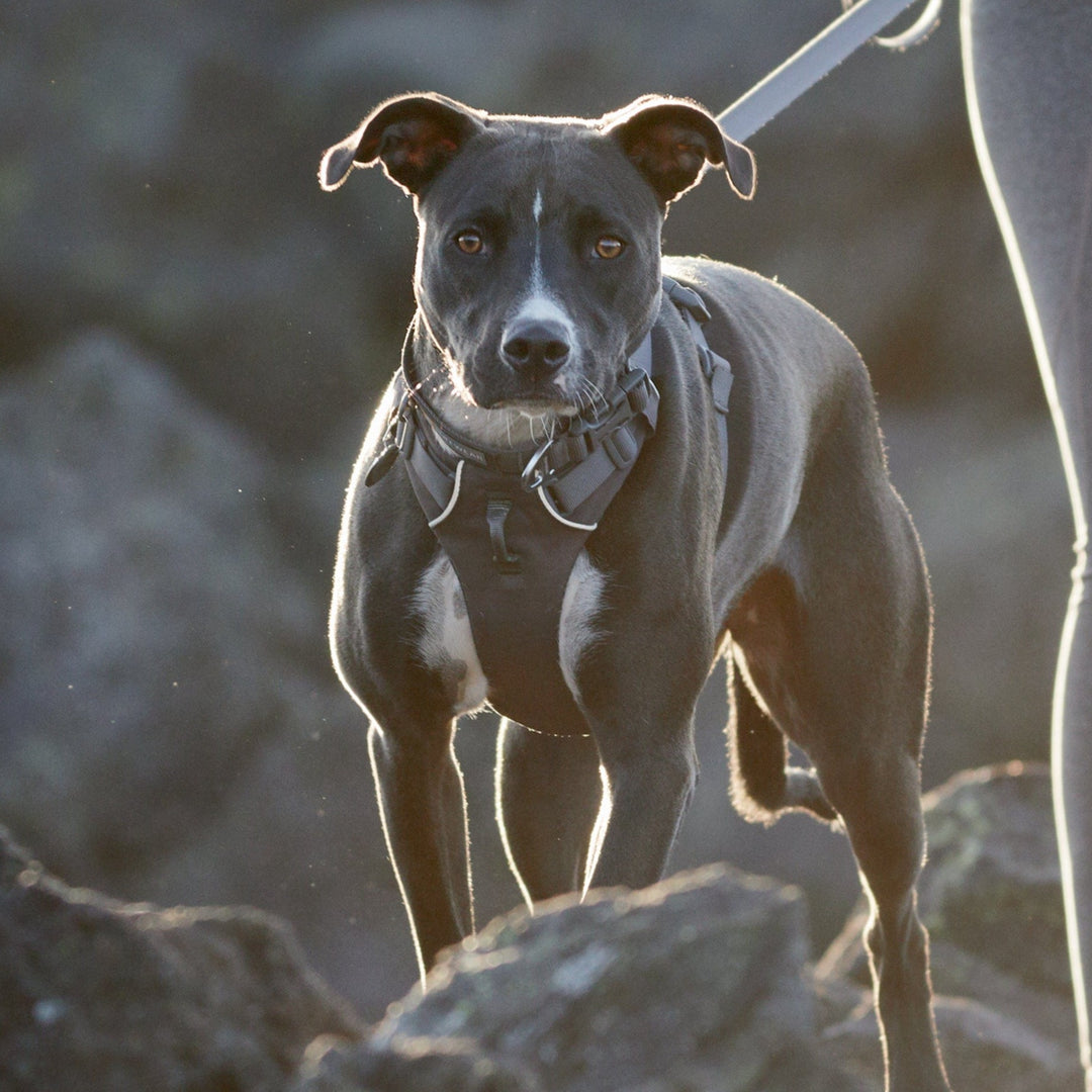 Ruffwear Front Range Dog Lead in Twilight Grey