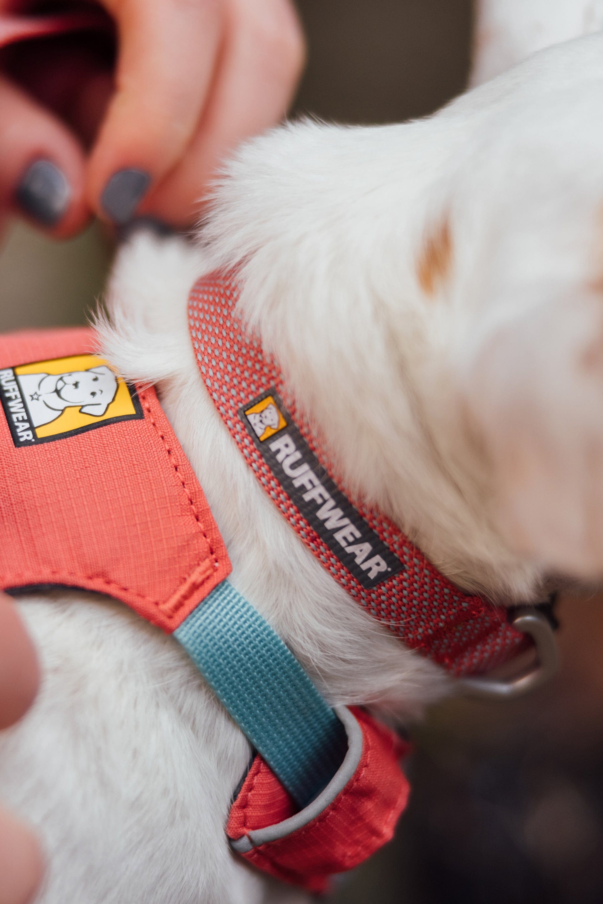 Ruffwear lightweight outlet harness