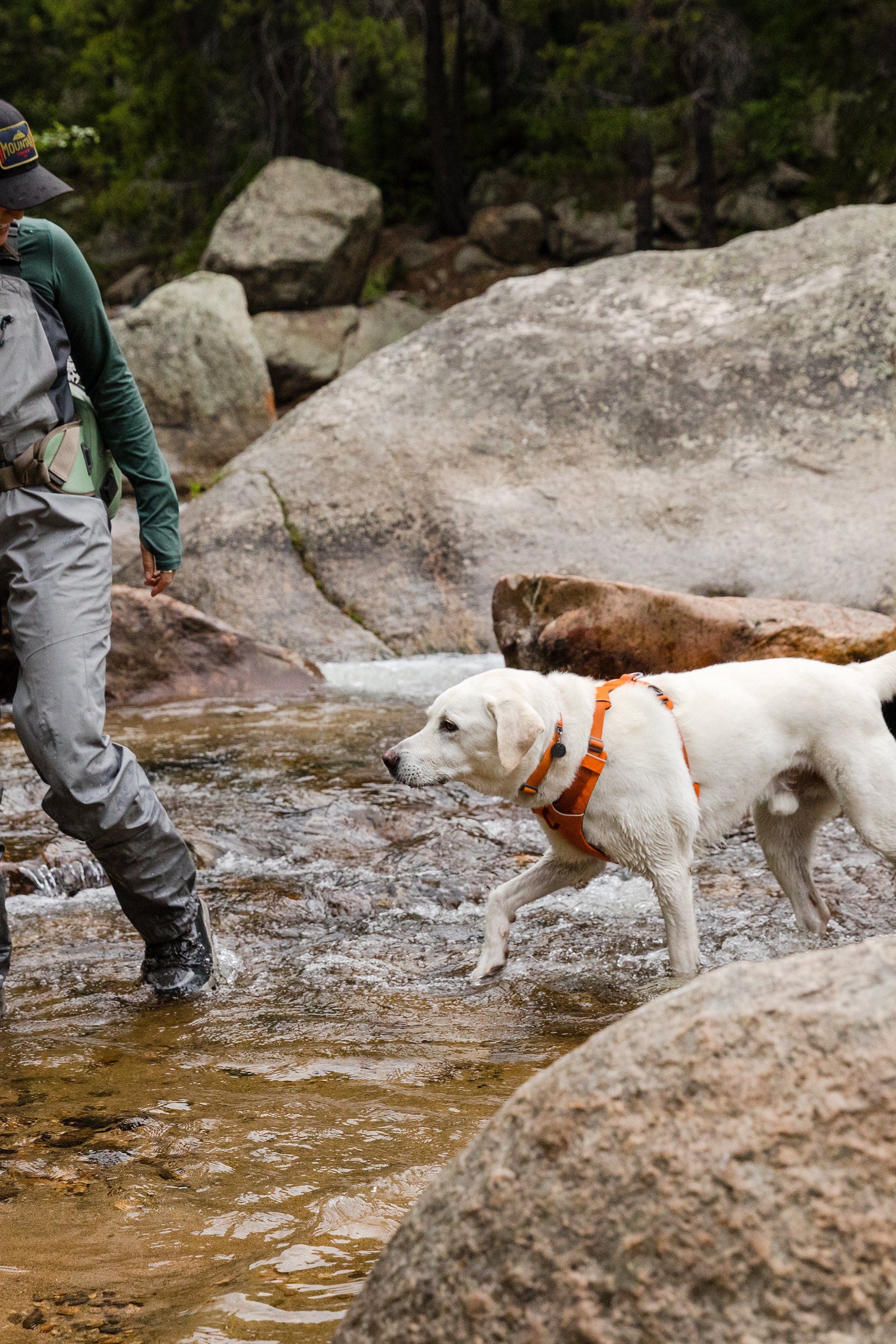 Ruffwear Front Range Harness The Safe and Secure Way to Walk Your Dog