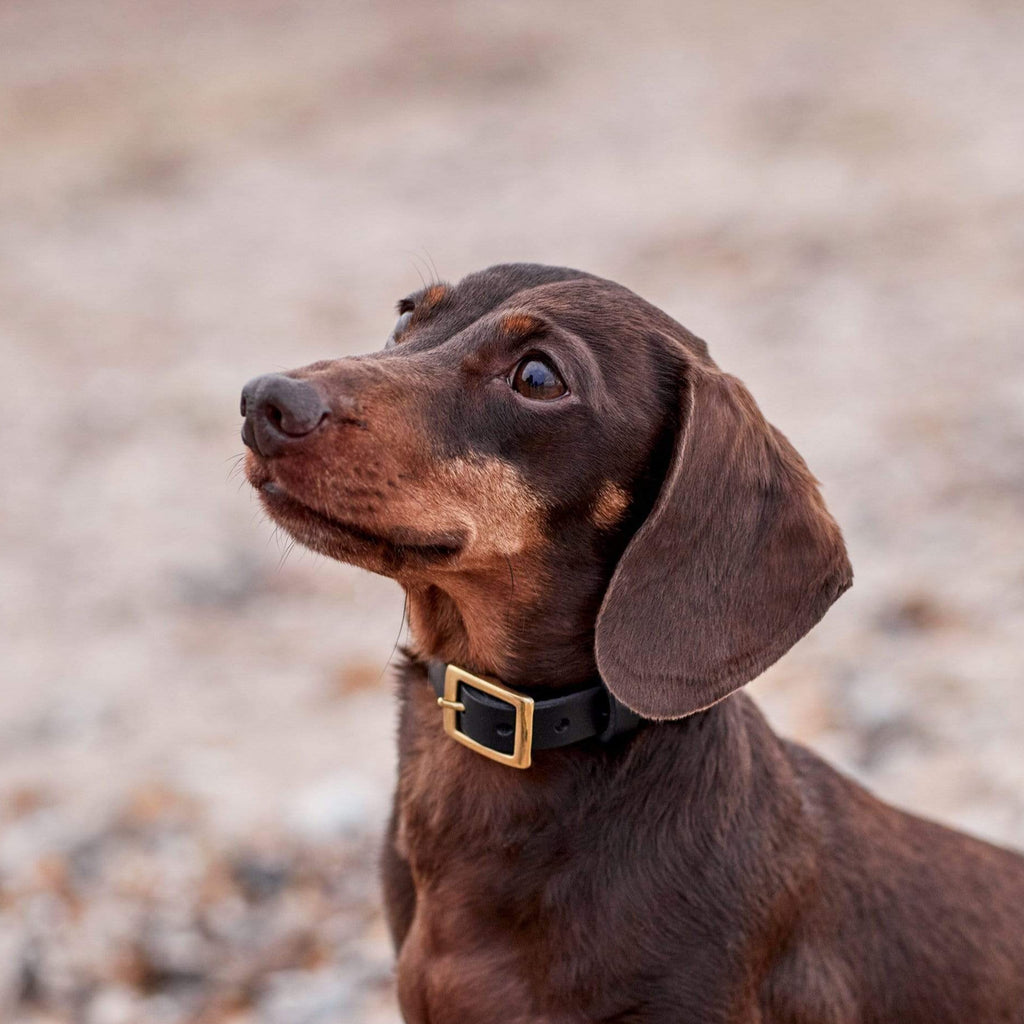 Personalised Black Leather Dog & Puppy Collar by The Stately Hound