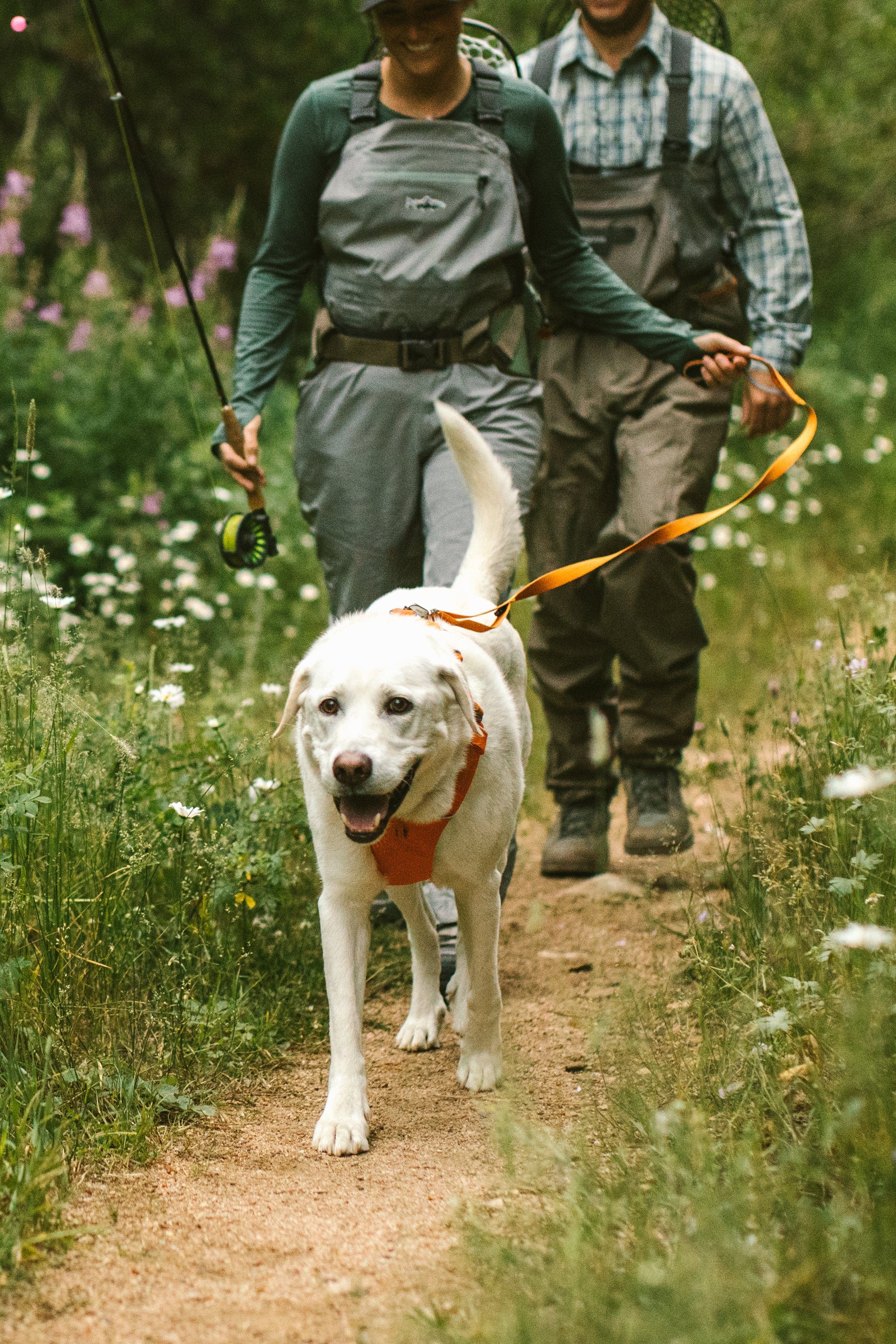 Ruffwear Front Range Harness The Safe and Secure Way to Walk Your Dog