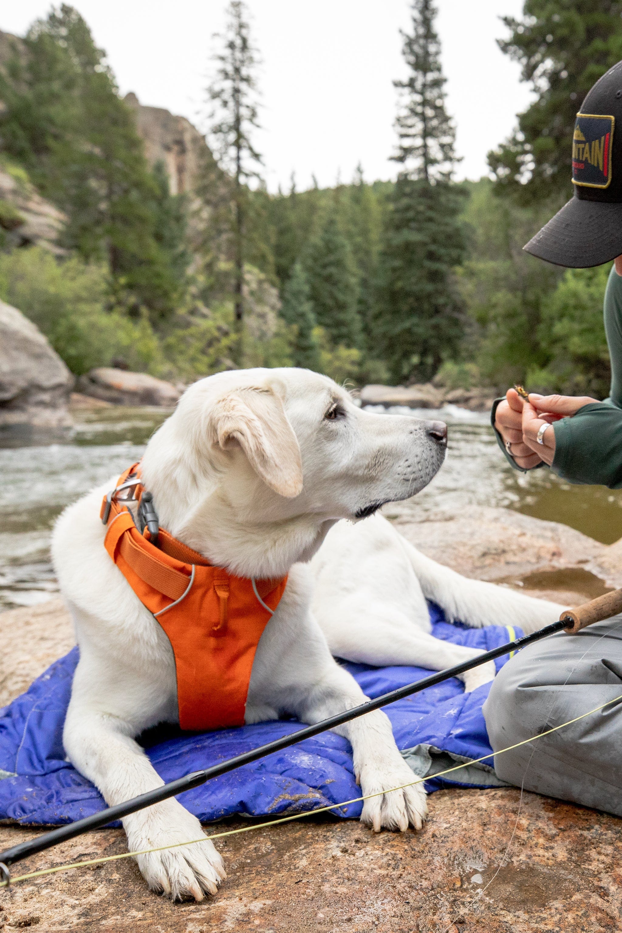 Ruffwear hiking clearance harness