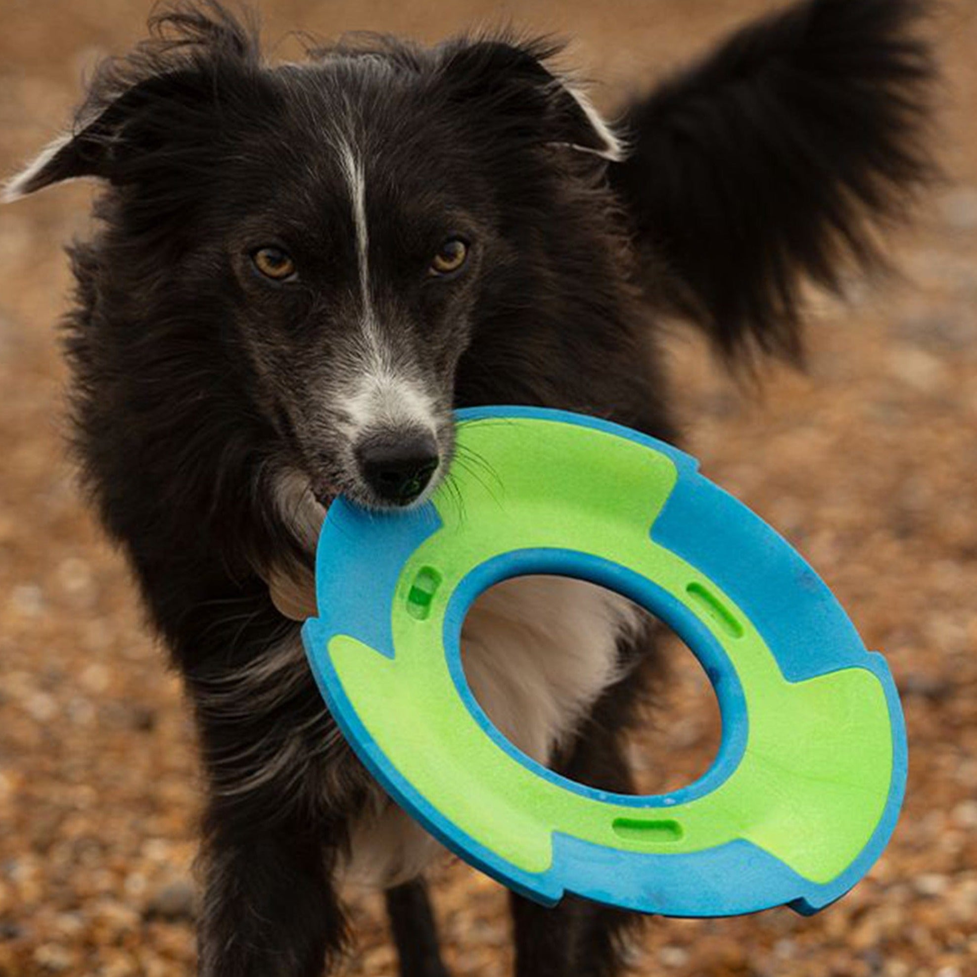 Darmen kussen Overtekenen Durable Dog Frisbee Toy for Active Playtime | The Stately Hound