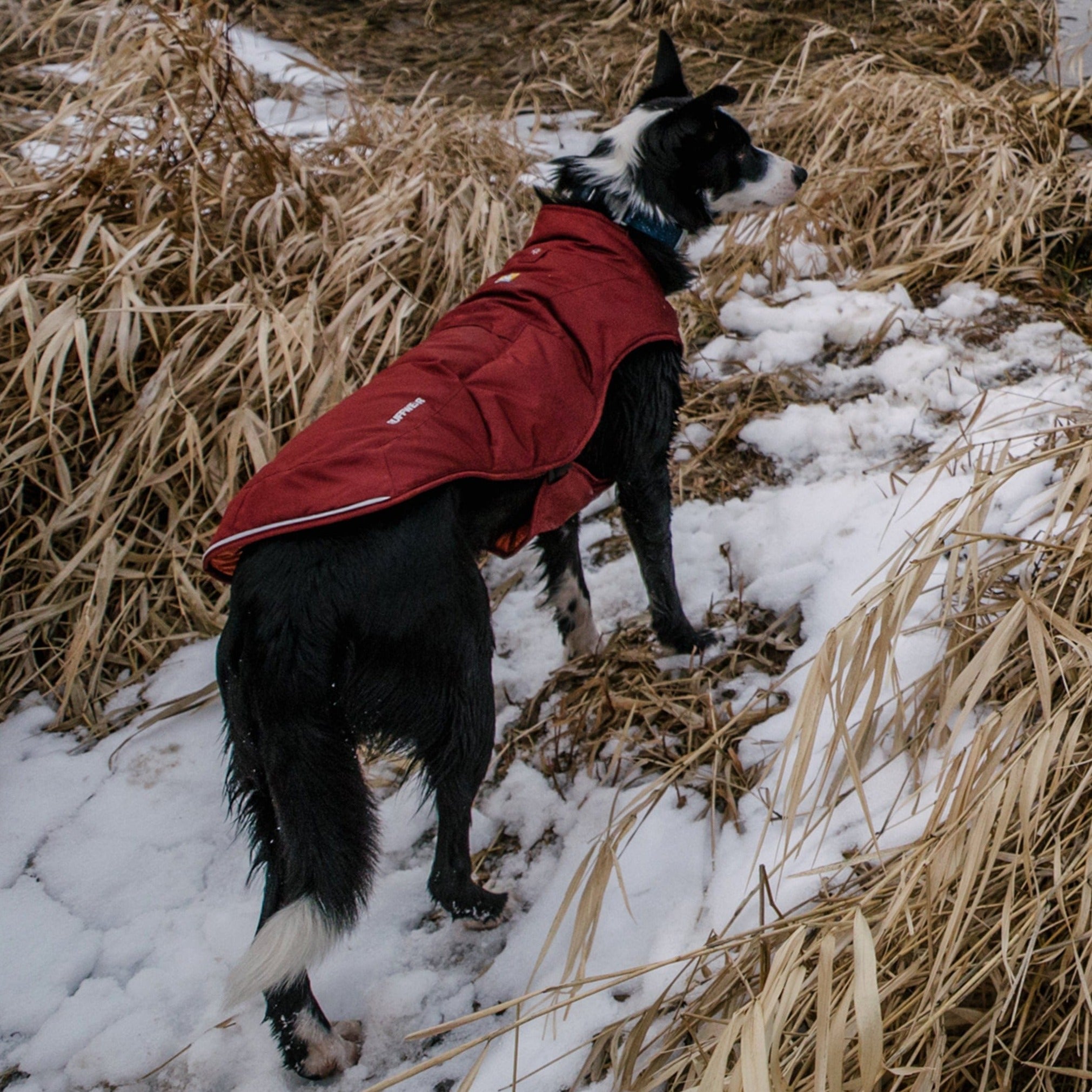 Ruffwear Dog Coat Quinzee Jacket in Fired Brick