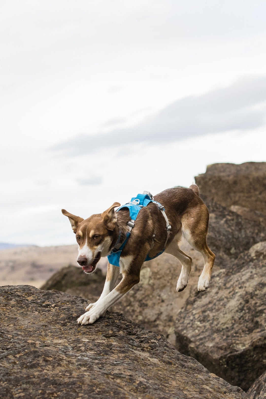 Ruffwear Flagline Dog & Puppy Harness in Blue Dusk