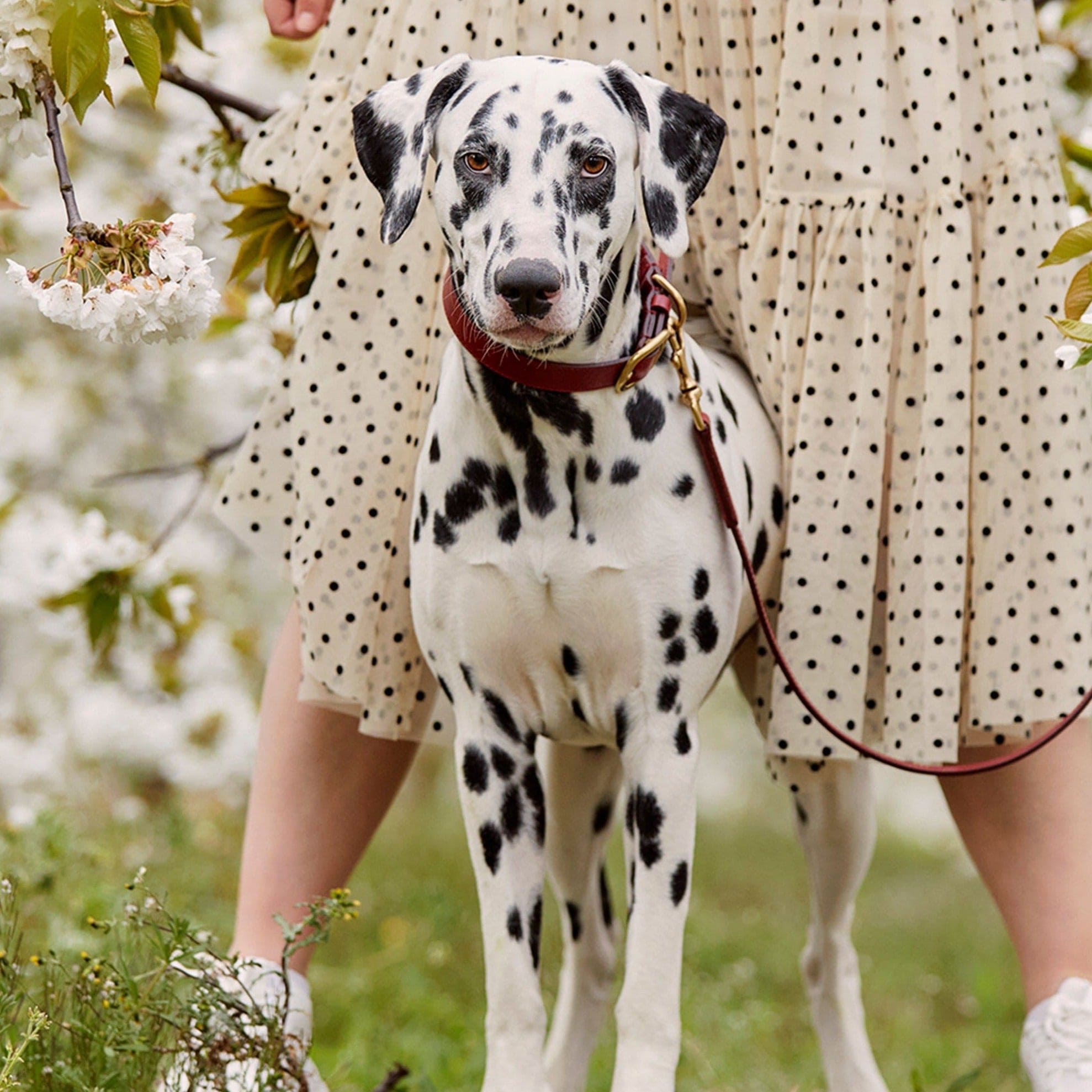 Exotic top dog collars
