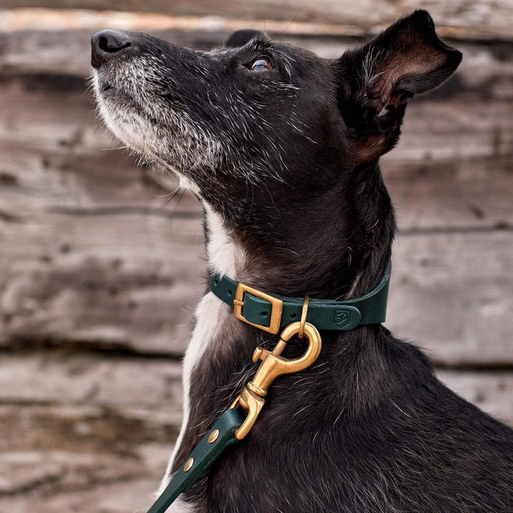 Brass Riveted Leather Sighthound Collar & Lead Set in Bottle Green