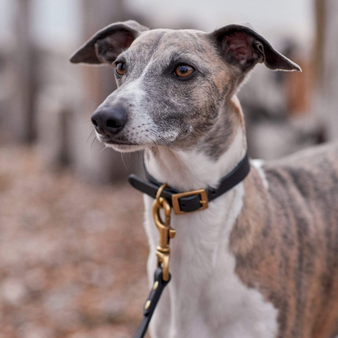 Brass Riveted Leather Sighthound Collar in Grey