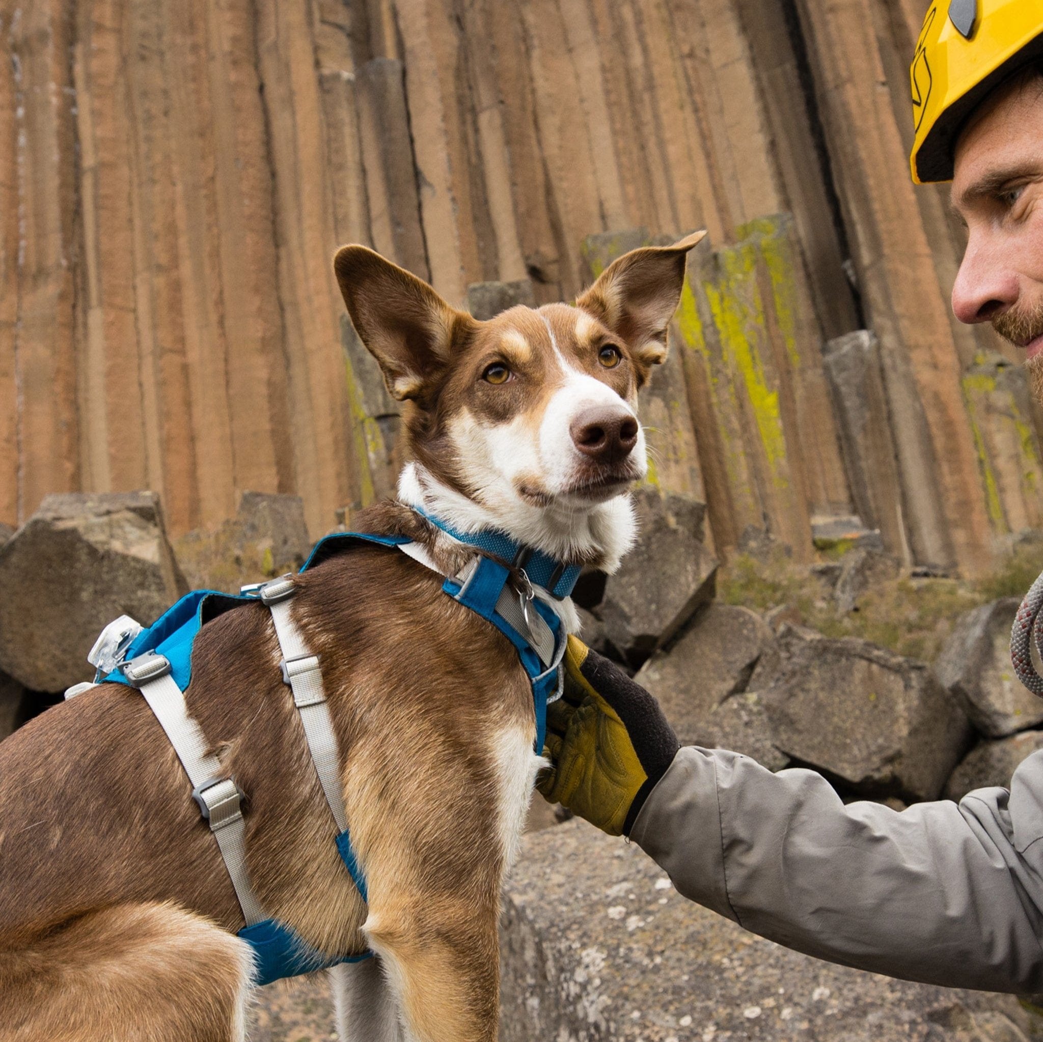 Flagline Adventure Dog Harness – Lightweight, Secure & All-Day Comfort | Blue Dusk The Stately Hound