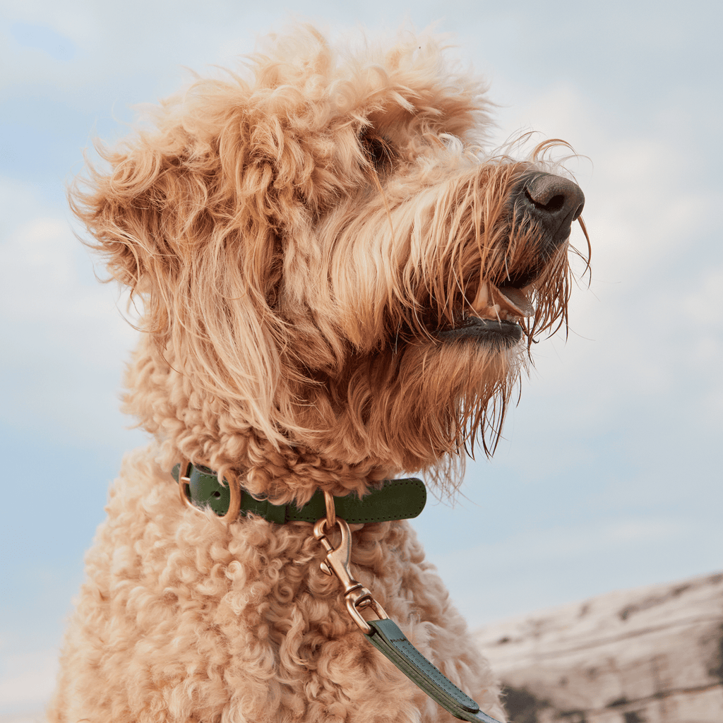 Luxury Emerald Green Leather Dog Collar – Soft & Durable