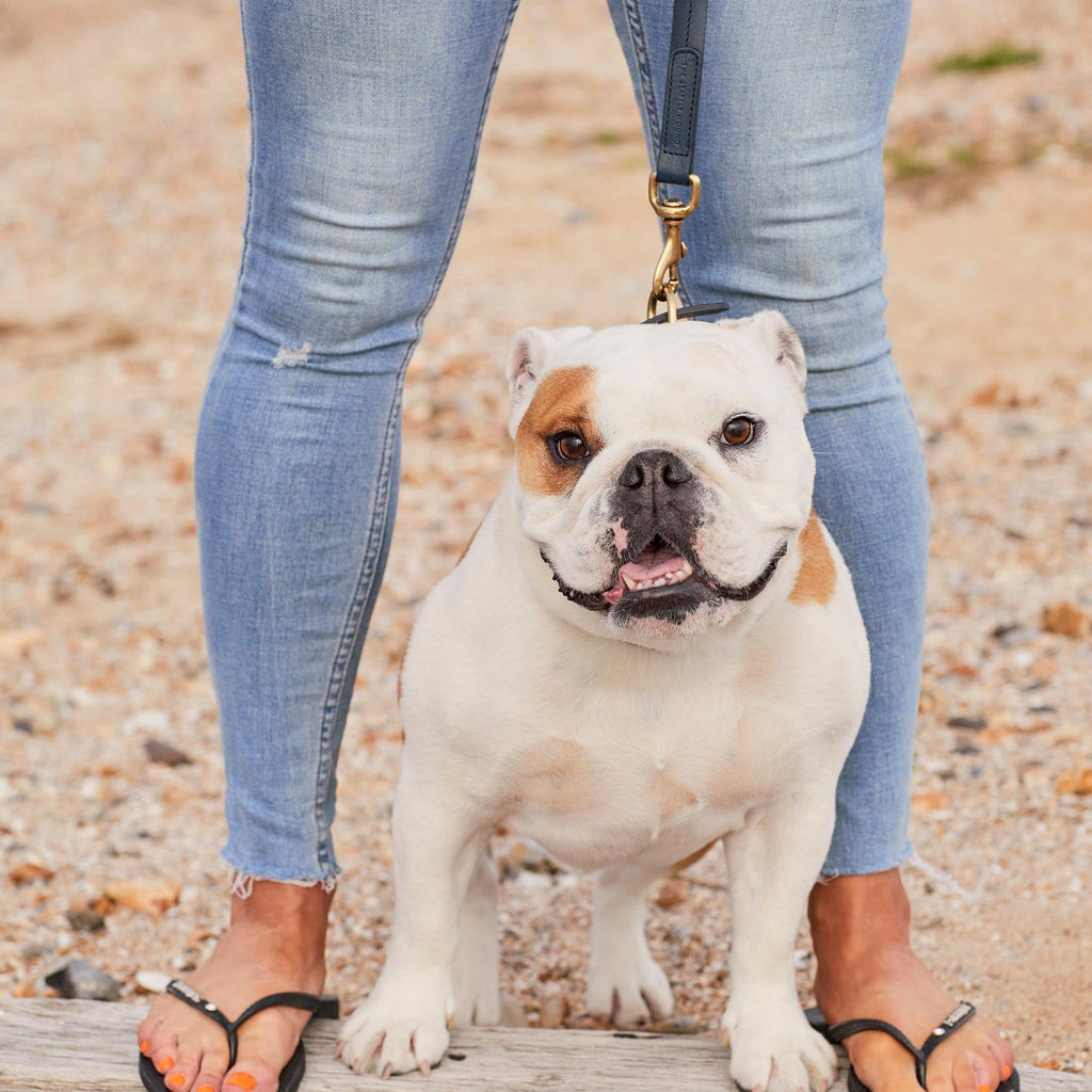 Luxury Navy Blue Leather Dog Lead & Stitch Detailing, Handmade in the UK
