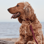 Ox Red Rope Dog Lead, 5ft Long The Stately Hound