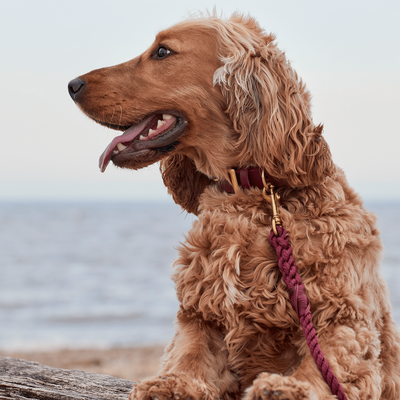 Ox Red Rope Dog Lead, 5ft Long The Stately Hound